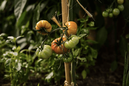Green Tomato Curry