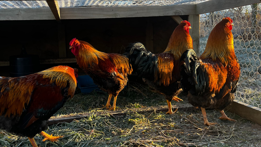 Meat Birds: Raising and Processing Our Roosters